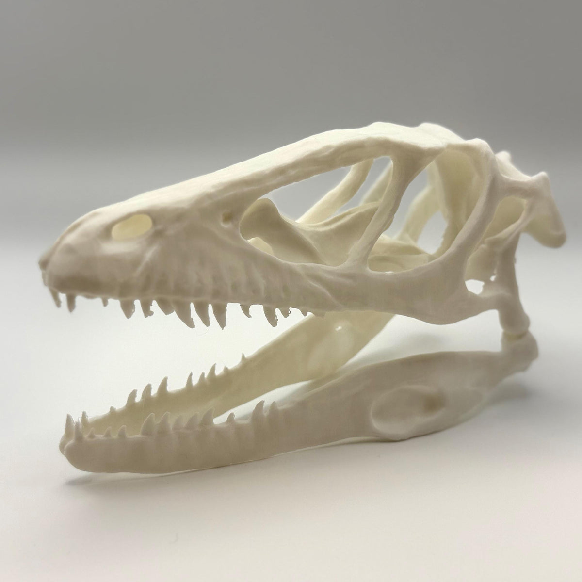 Raptor (Deinonychus) skull replica, 3D printed in PLA — view 5