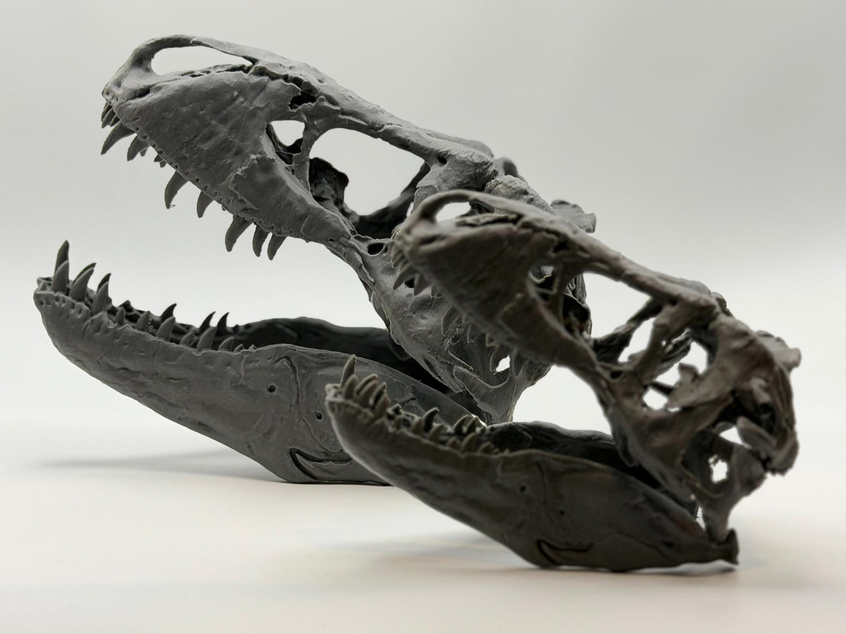 T-Rex skull replica (the Nation’s T. rex, MOR 555), 3D printed in PLA — view 10