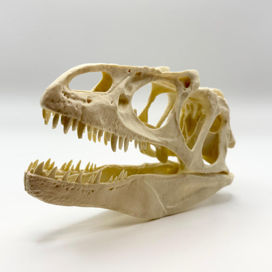 Allosaurus skull replica, 3D printed in PLA — view 2