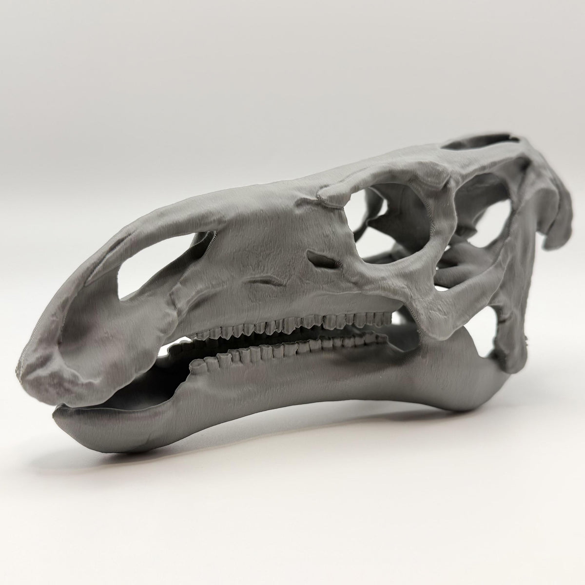 Iguanodon Skull Replica