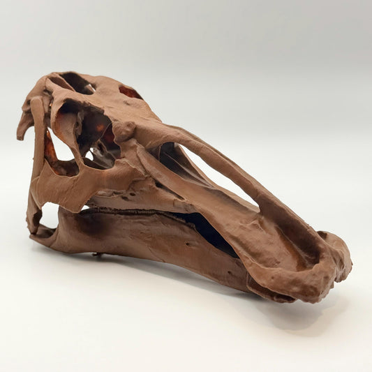 Edmontosaurus Skull Replica