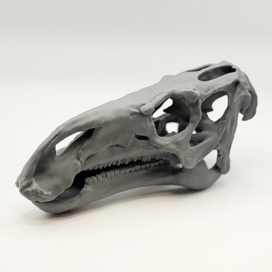 Iguanodon Skull Replica