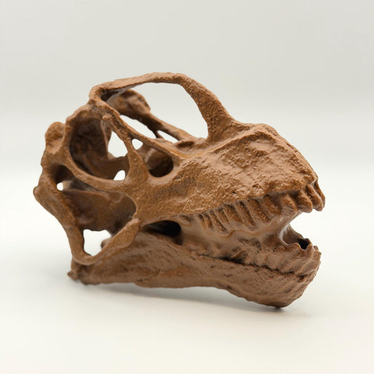 Camarasaurus Skull Replica