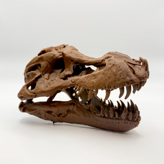 Sue T-Rex skull replica, second view