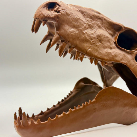 Dimetrodon skull replica, second view