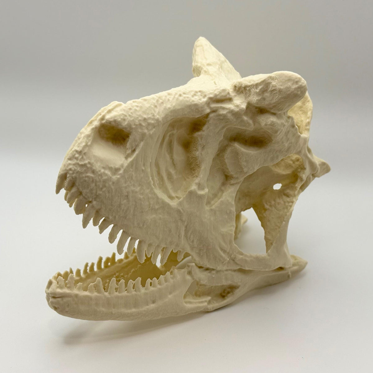 Carnotaurus skull replica, 3D printed in PLA — view 6