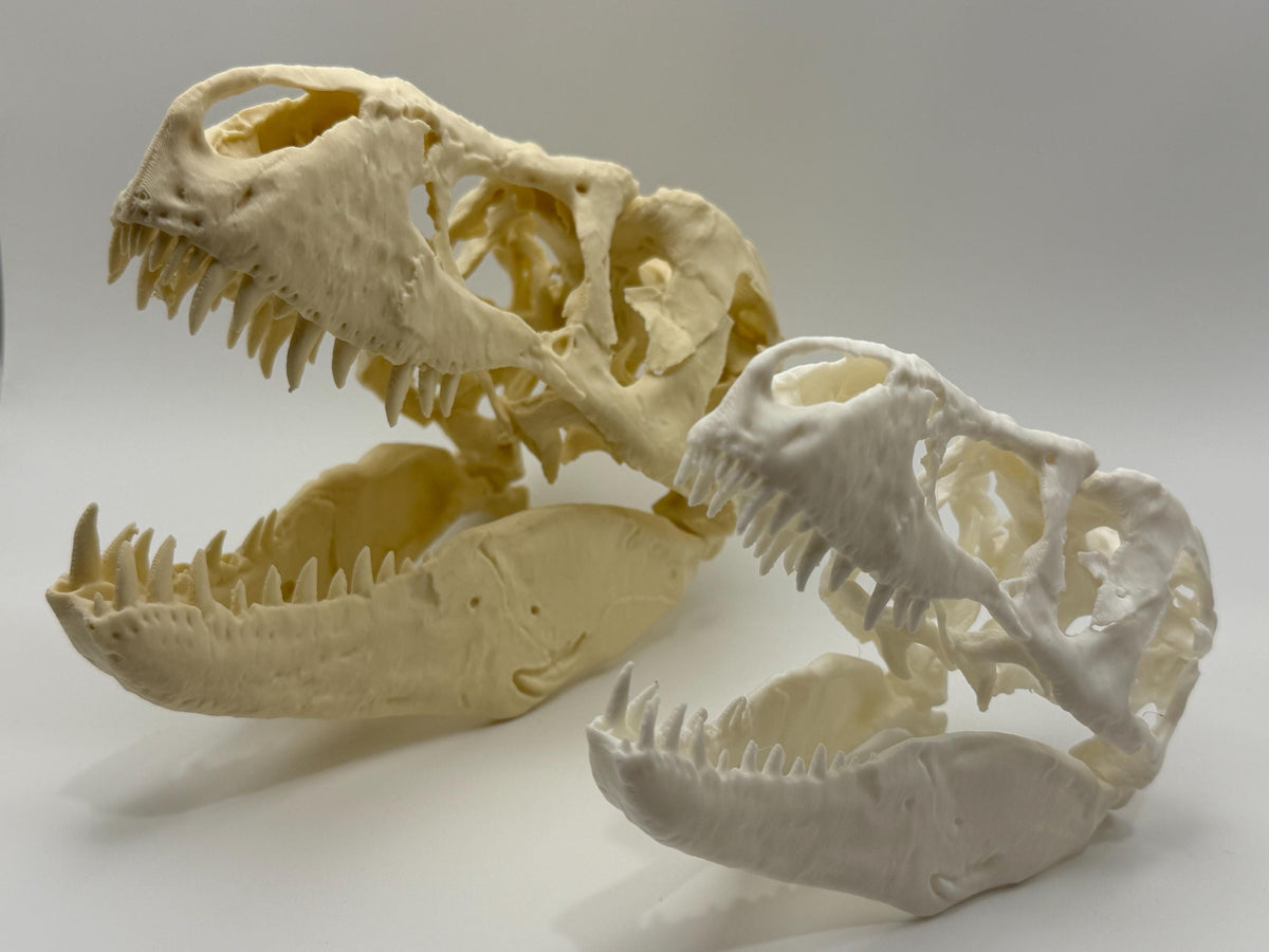 T-Rex skull replica (the Nation’s T. rex, MOR 555), 3D printed in PLA — view 4