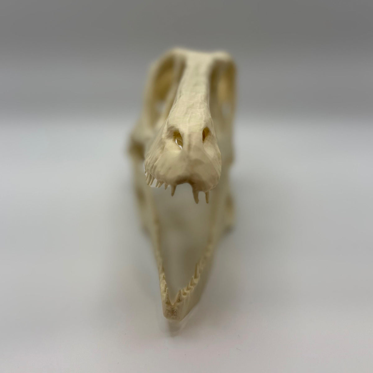 Raptor (Deinonychus) skull replica, 3D printed in PLA — view 4
