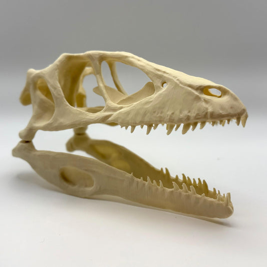 Raptor (Deinonychus) skull replica, 3D printed in PLA — view 2