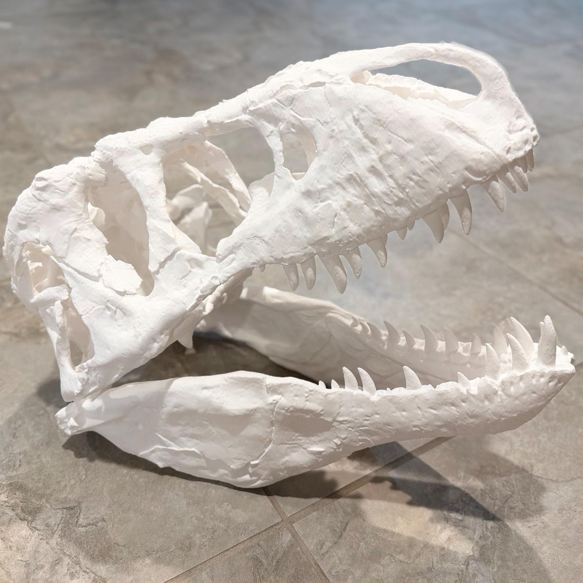 Big 1:3 T-Rex skull replica, 19 inches, 3D printed in PLA — view 4