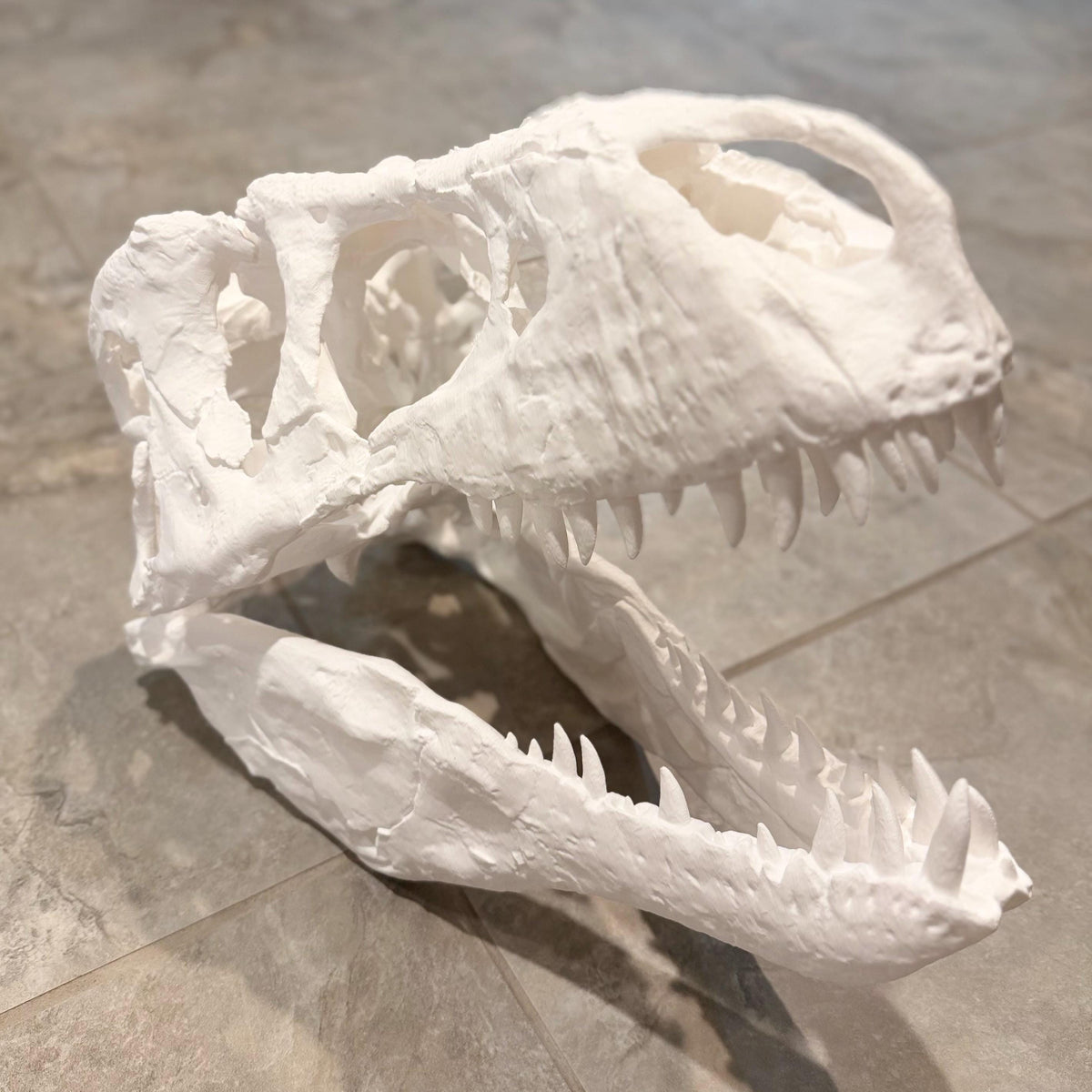 Big 1:3 T-Rex skull replica, 19 inches, 3D printed in PLA — view 5