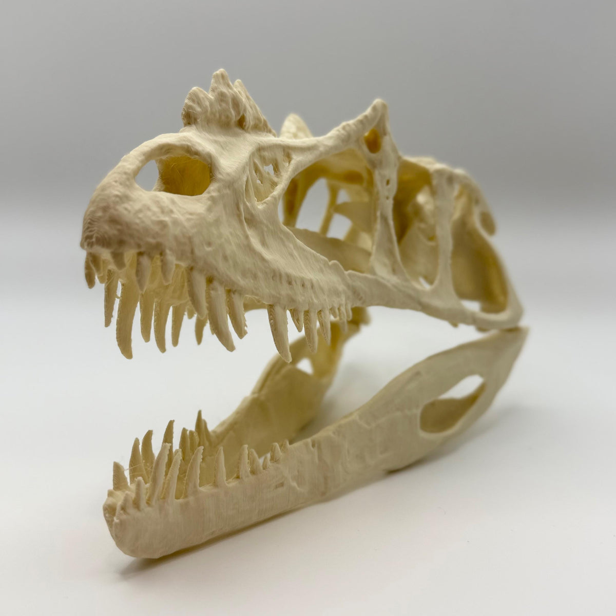 Ceratosaurus skull replica, 3D printed in PLA — view 4