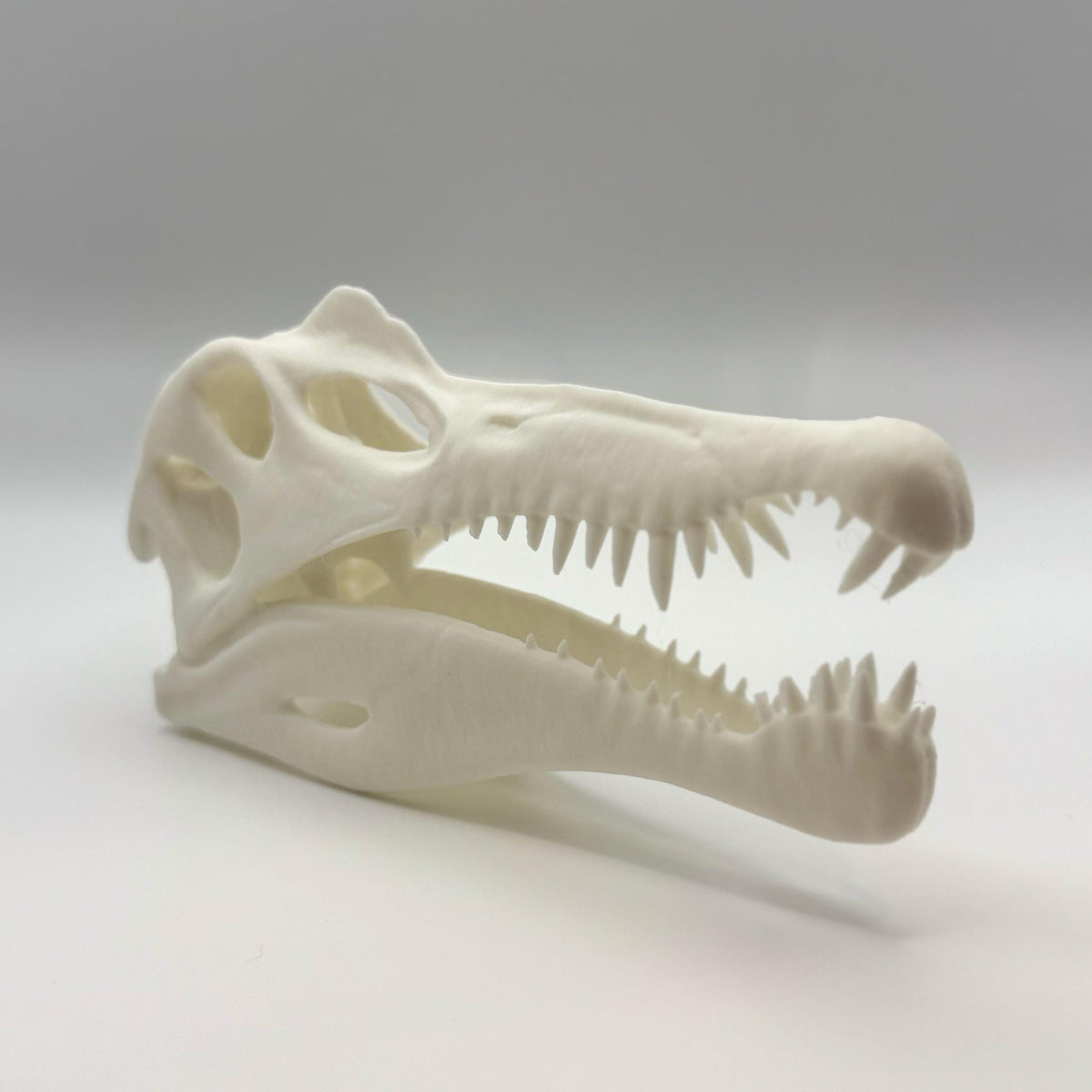Spinosaurus skull replica, 3D printed in PLA — view 8