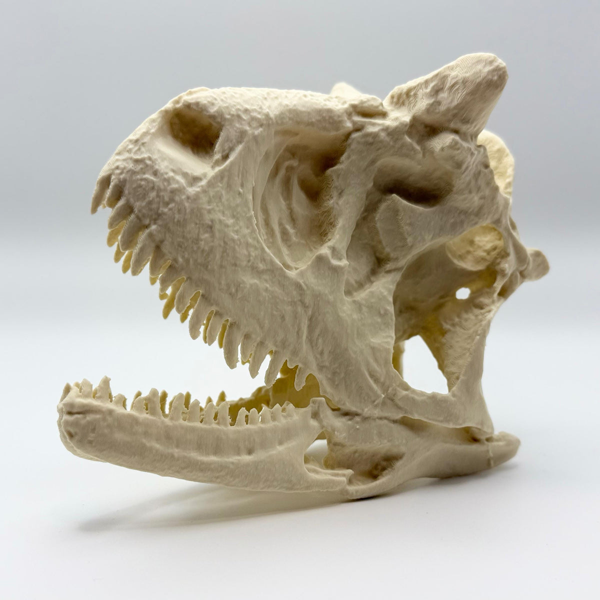 Carnotaurus skull replica, 3D printed in PLA