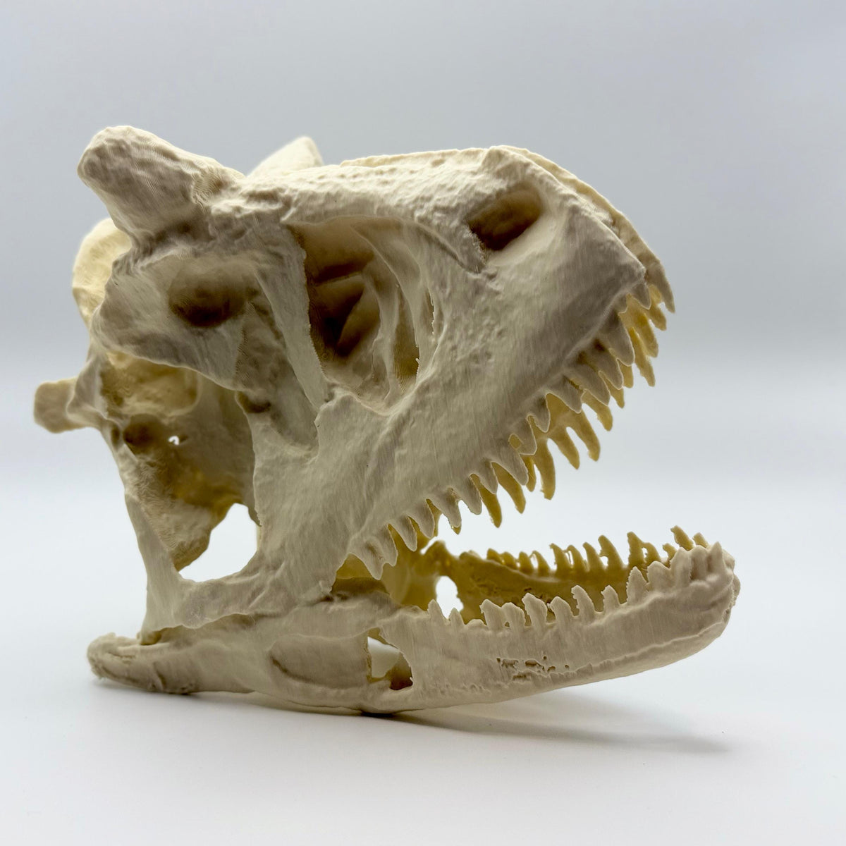 Carnotaurus skull replica, 3D printed in PLA — view 3