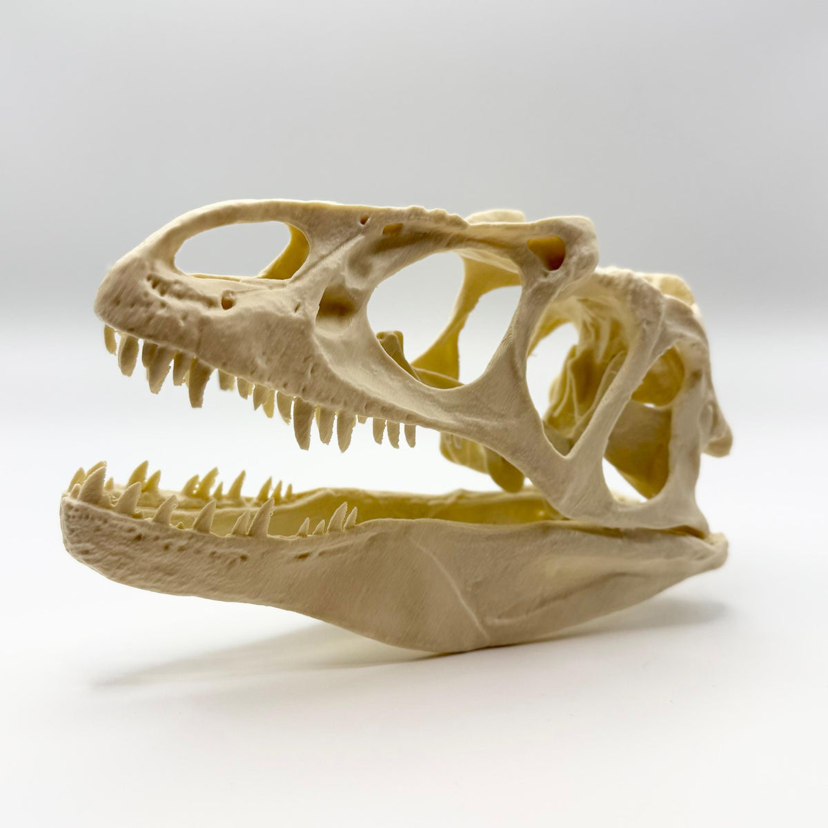 Allosaurus skull replica, 3D printed in PLA — view 3
