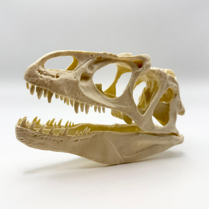 Allosaurus skull replica, 3D printed in PLA — view 3