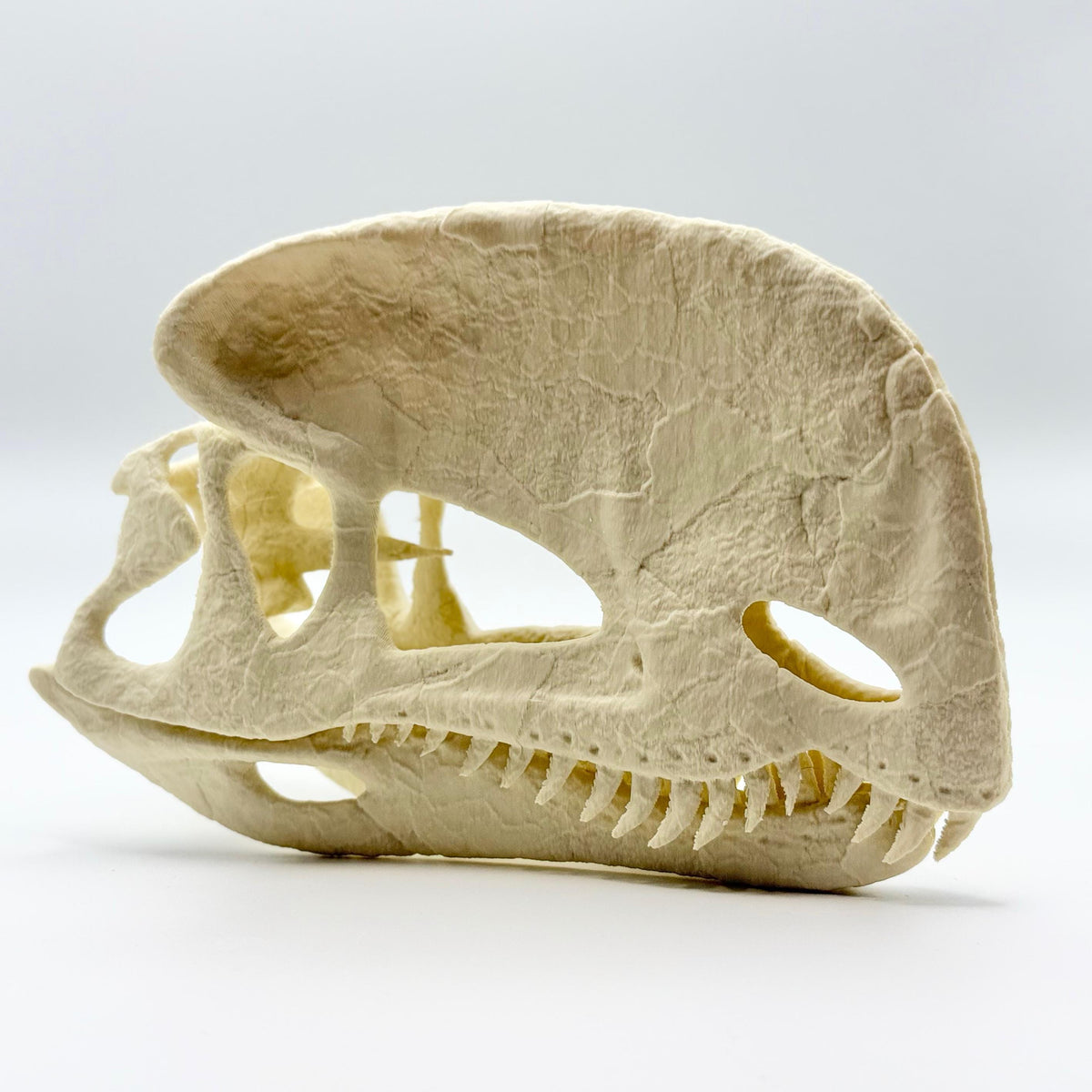 Stylised Dilophosaurus skull, 3D printed in PLA — view 3