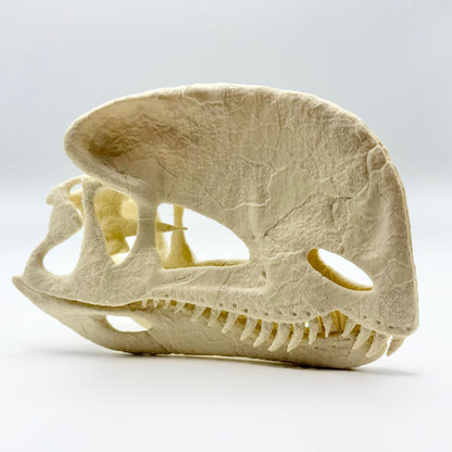 Stylised Dilophosaurus skull, 3D printed in PLA — view 3