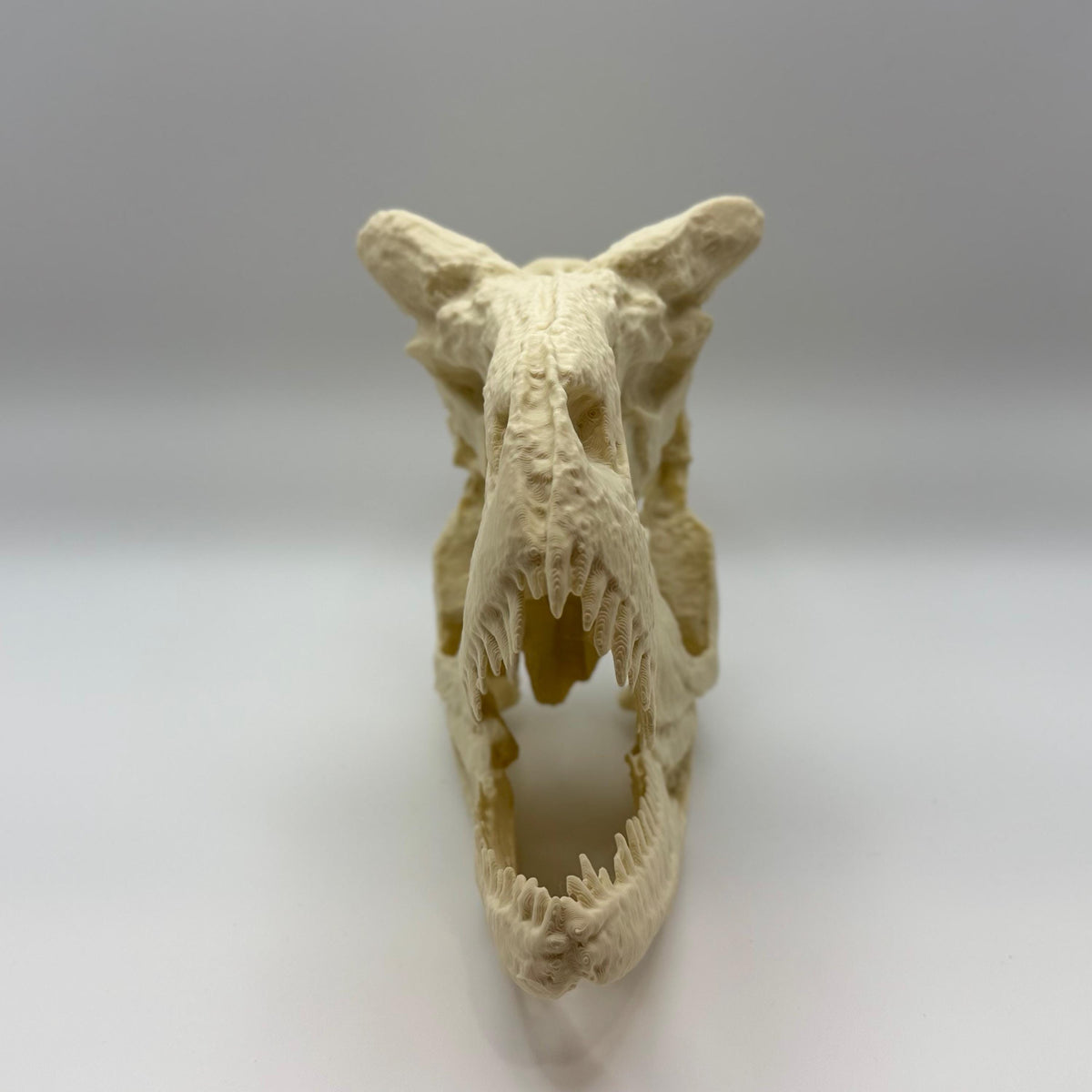 Carnotaurus skull replica, 3D printed in PLA — view 4