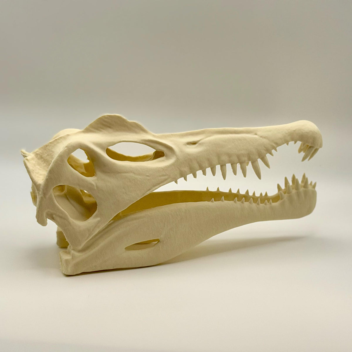 Spinosaurus skull replica, 3D printed in PLA — view 6