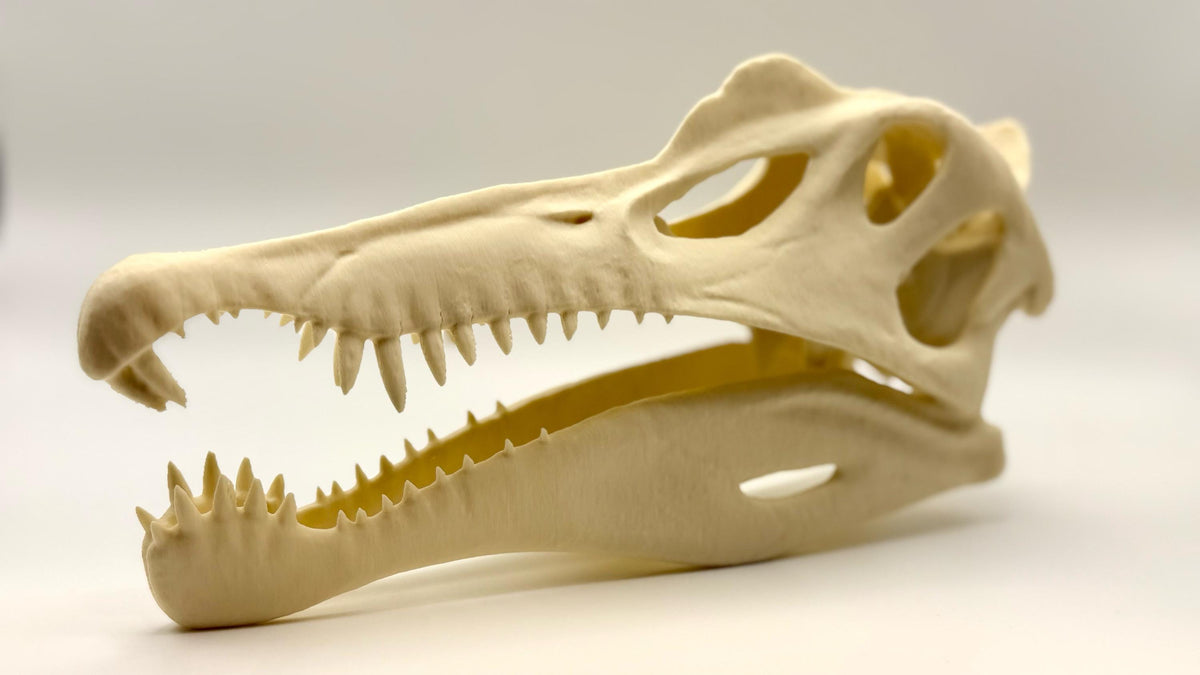Spinosaurus skull replica, 3D printed in PLA — view 3