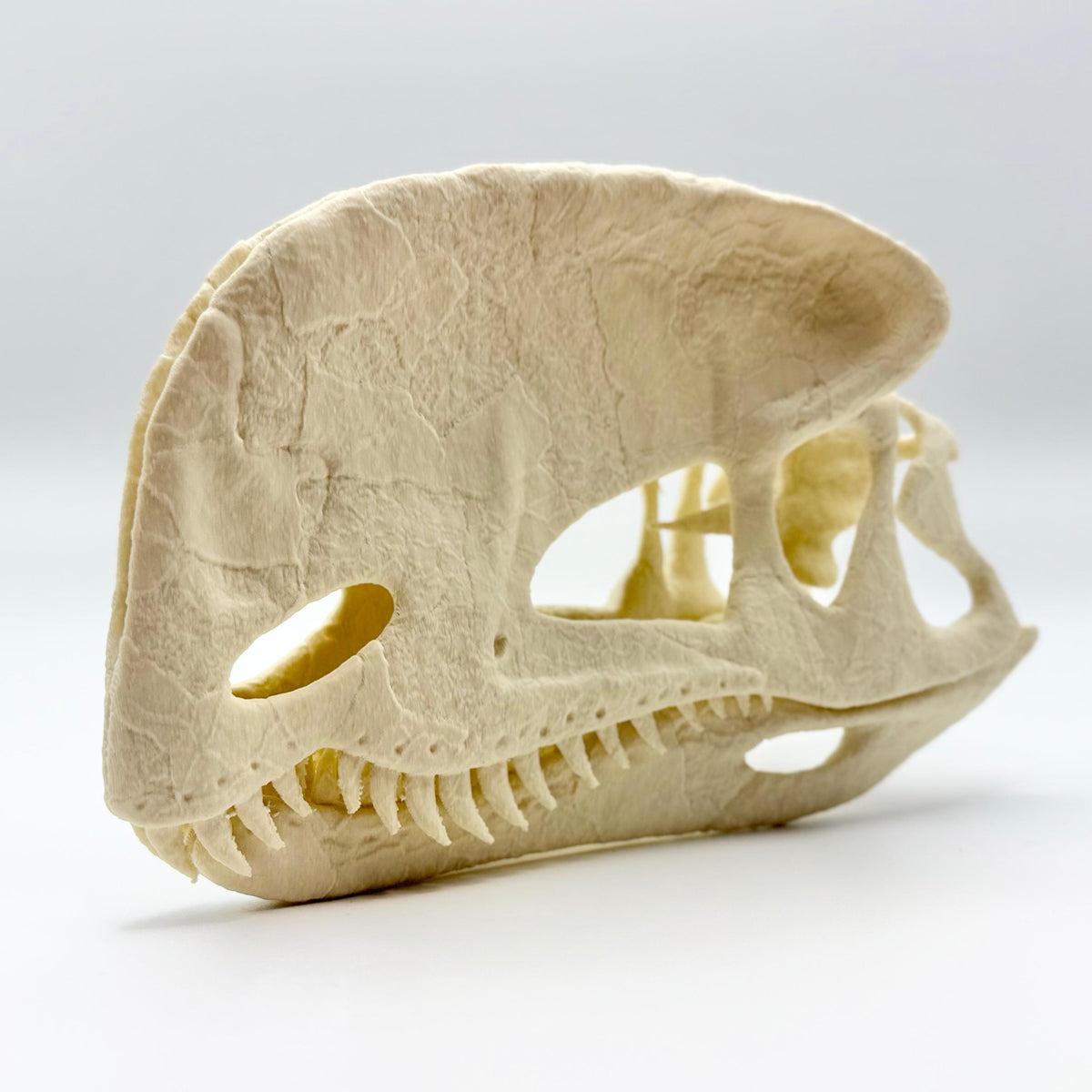 Stylised Dilophosaurus skull, 3D printed in PLA