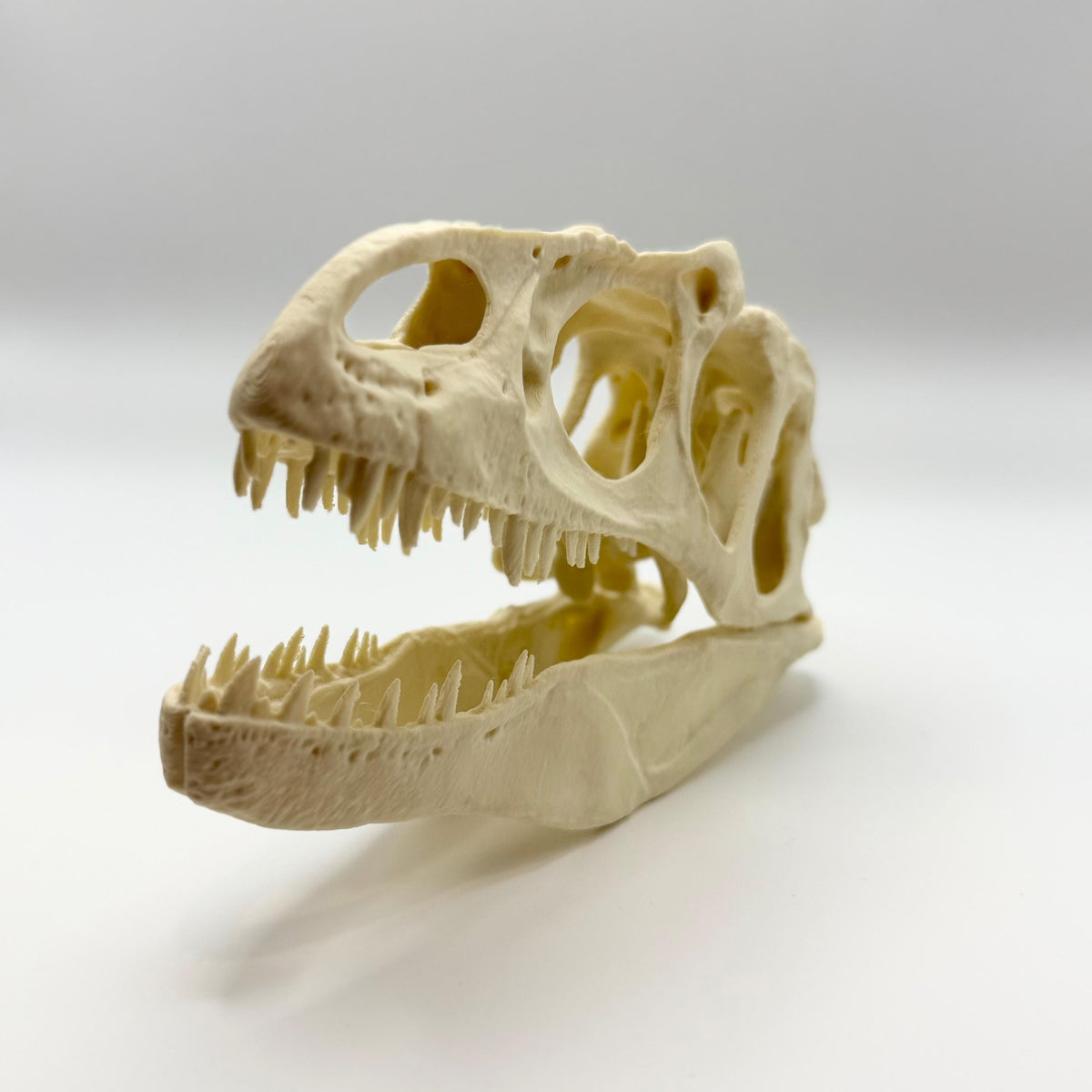 Allosaurus skull replica, 3D printed in PLA — view 6