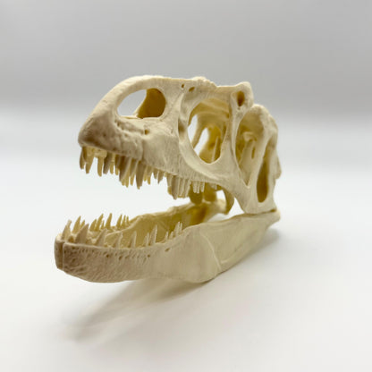 Allosaurus skull replica, 3D printed in PLA — view 6