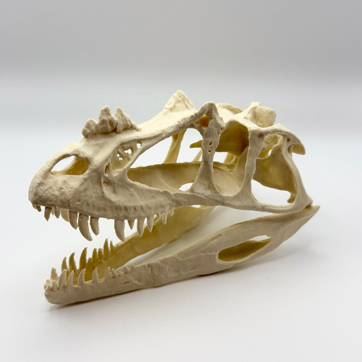 Ceratosaurus skull replica, 3D printed in PLA — view 3
