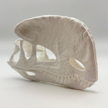 Stylised Dilophosaurus skull, 3D printed in PLA — view 6