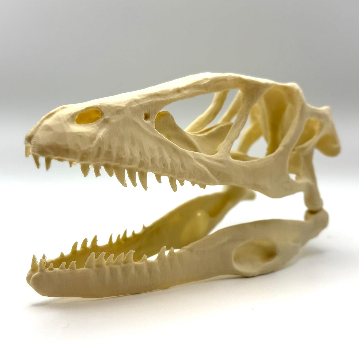 Raptor (Deinonychus) skull replica, 3D printed in PLA