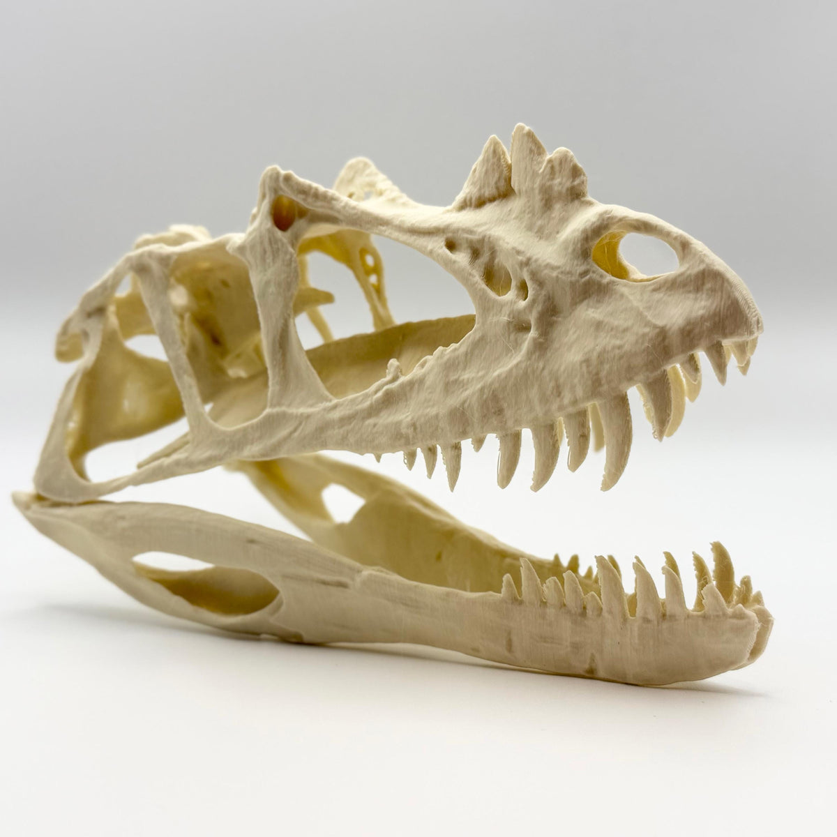 Ceratosaurus skull replica, 3D printed in PLA