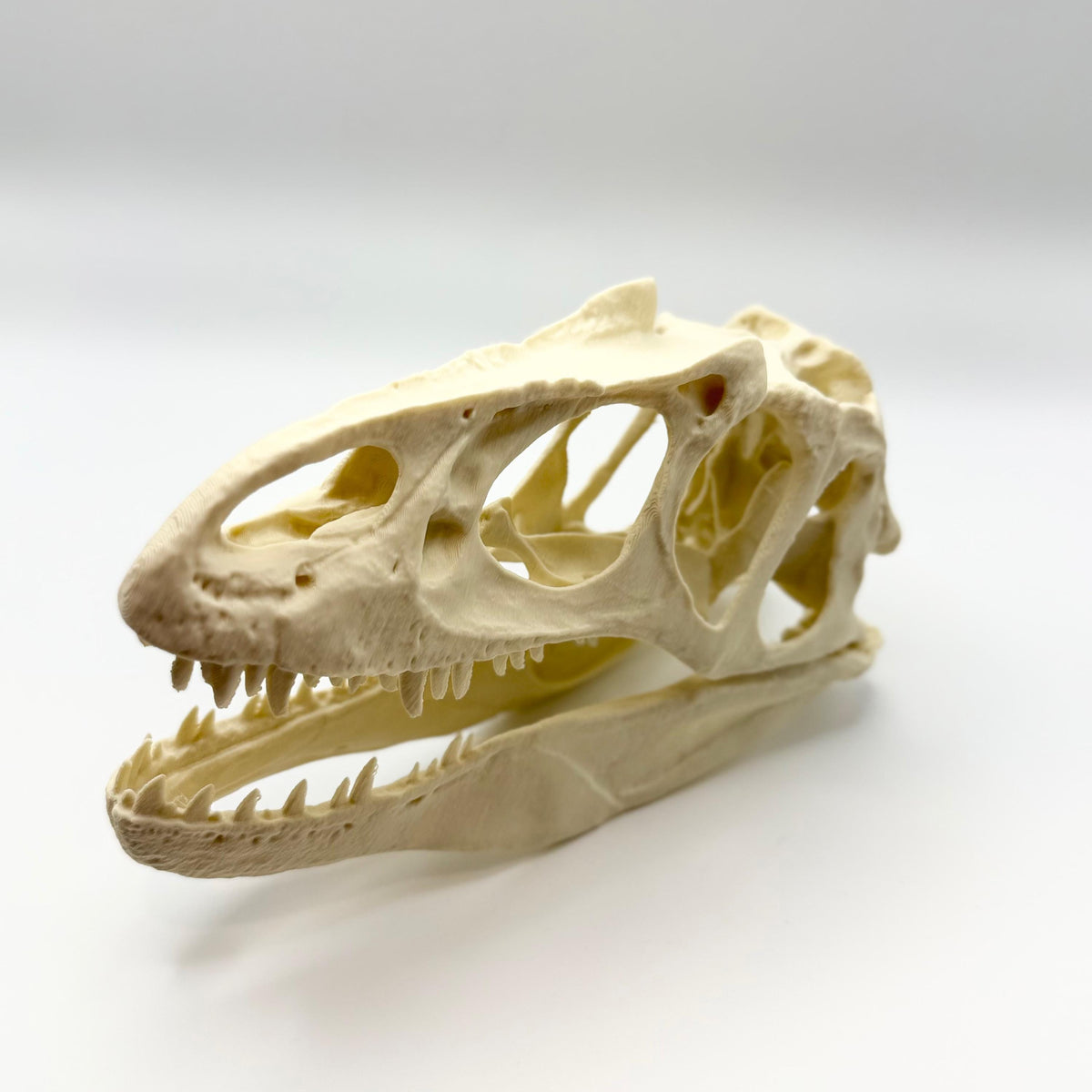 Allosaurus skull replica, 3D printed in PLA — view 5
