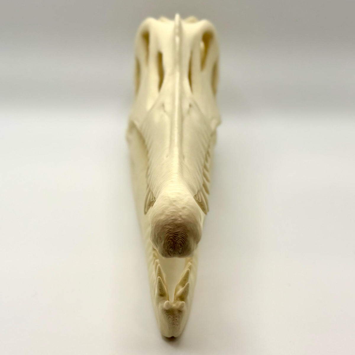 Spinosaurus skull replica, 3D printed in PLA — view 4