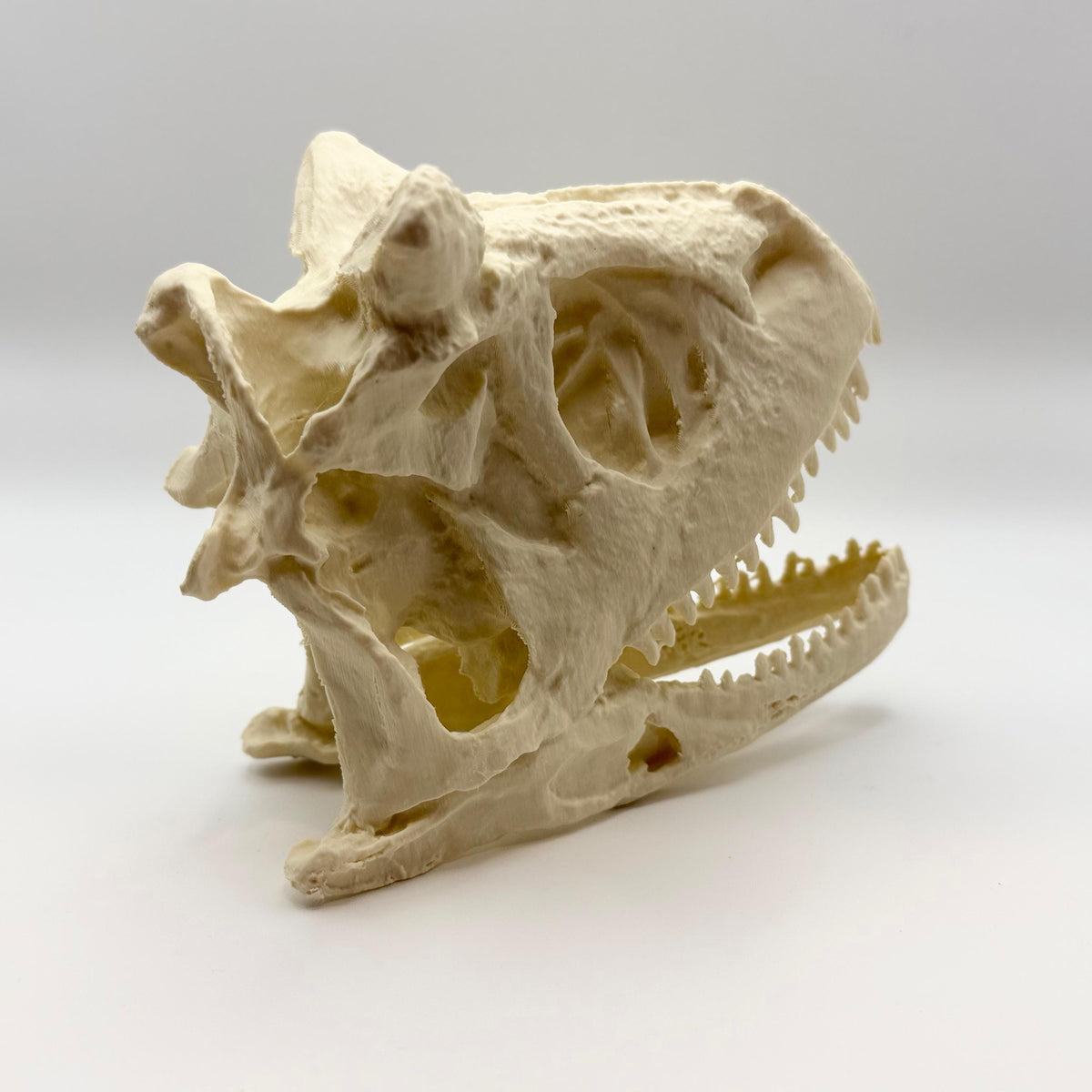 Carnotaurus skull replica, 3D printed in PLA — view 5