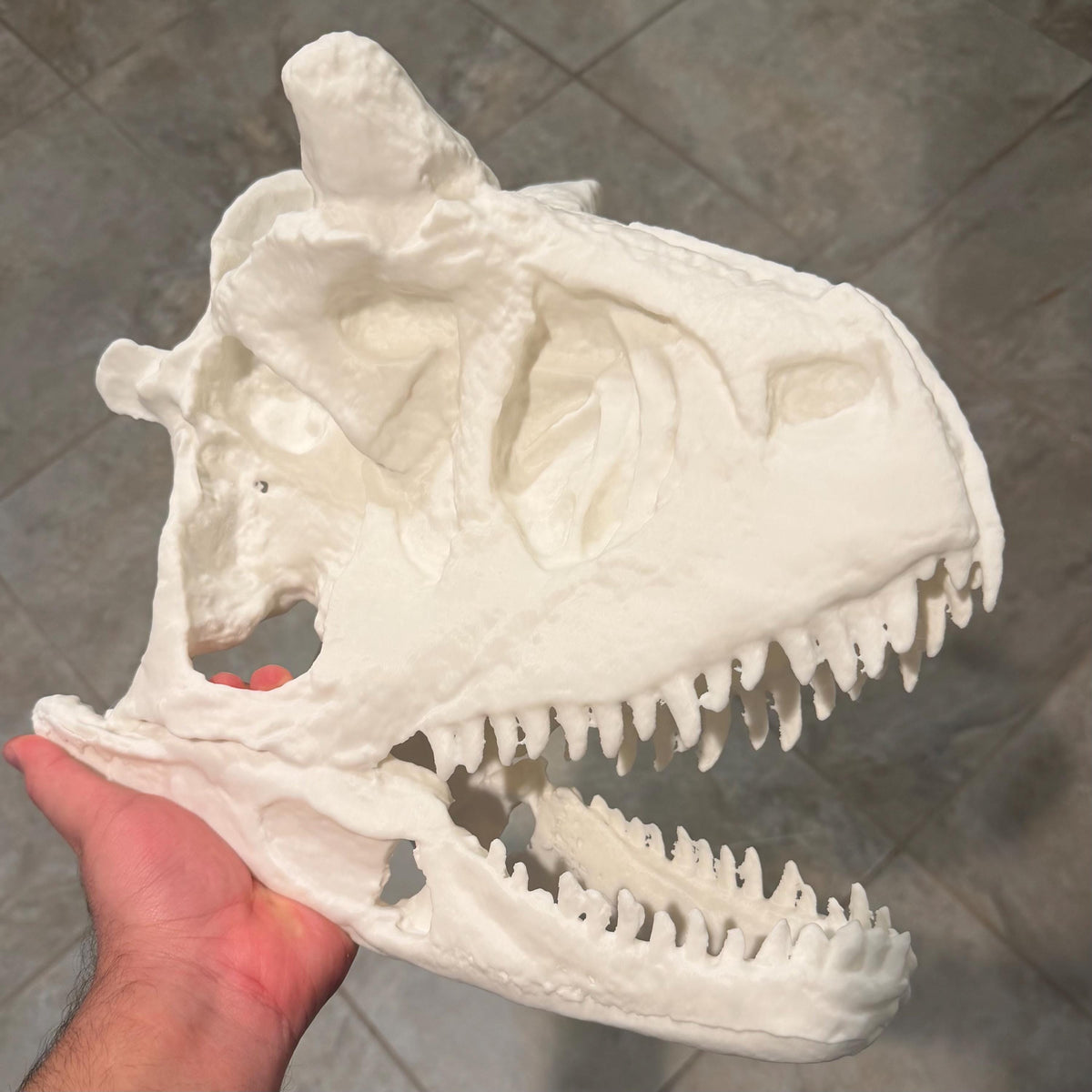 Carnotaurus skull replica, 3D printed in PLA — view 8