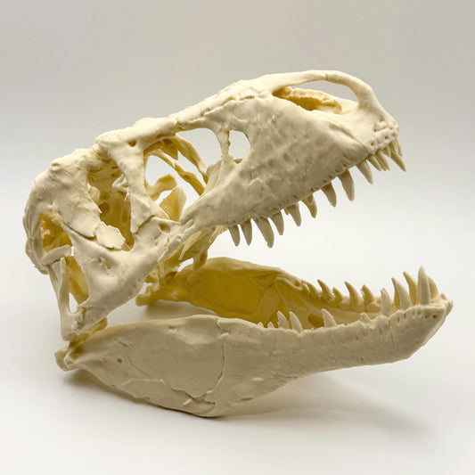 T-Rex skull replica (the Nation’s T. rex, MOR 555), 3D printed in PLA