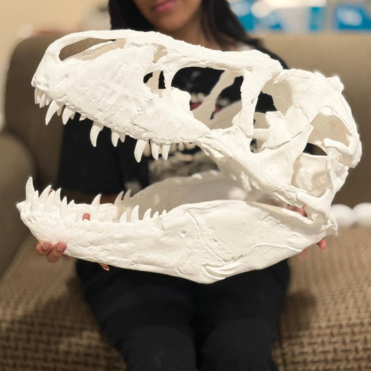 Big 1:3 T-Rex skull replica, 19 inches, 3D printed in PLA