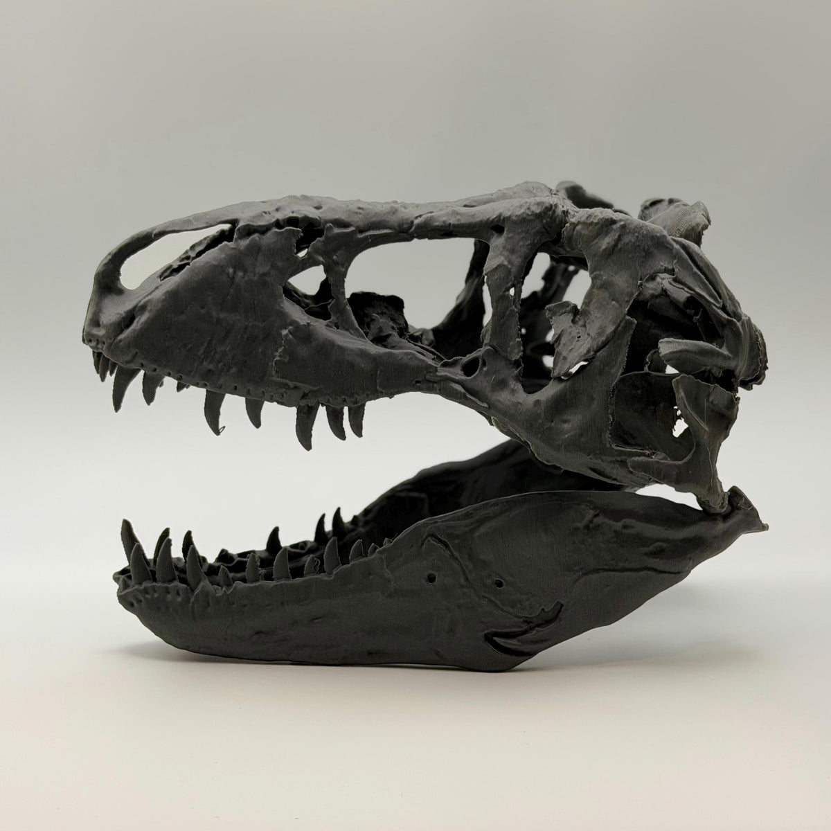 T-Rex skull replica (the Nation’s T. rex, MOR 555), 3D printed in PLA — view 8