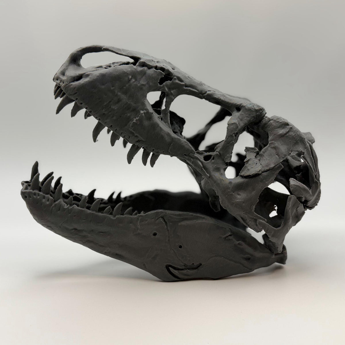 T-Rex skull replica (the Nation’s T. rex, MOR 555), 3D printed in PLA — view 9