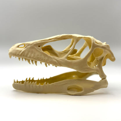 Raptor (Deinonychus) skull replica, 3D printed in PLA — view 3