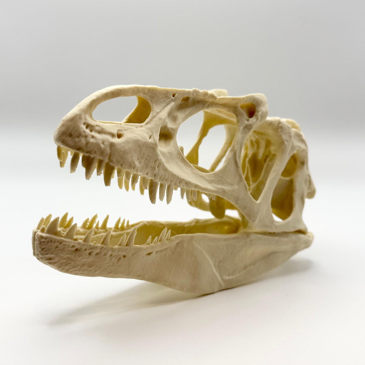 Allosaurus skull replica, 3D printed in PLA — view 2
