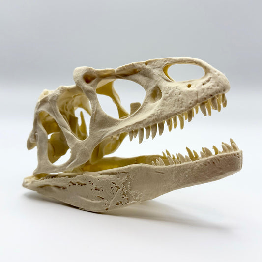Allosaurus skull replica, 3D printed in PLA