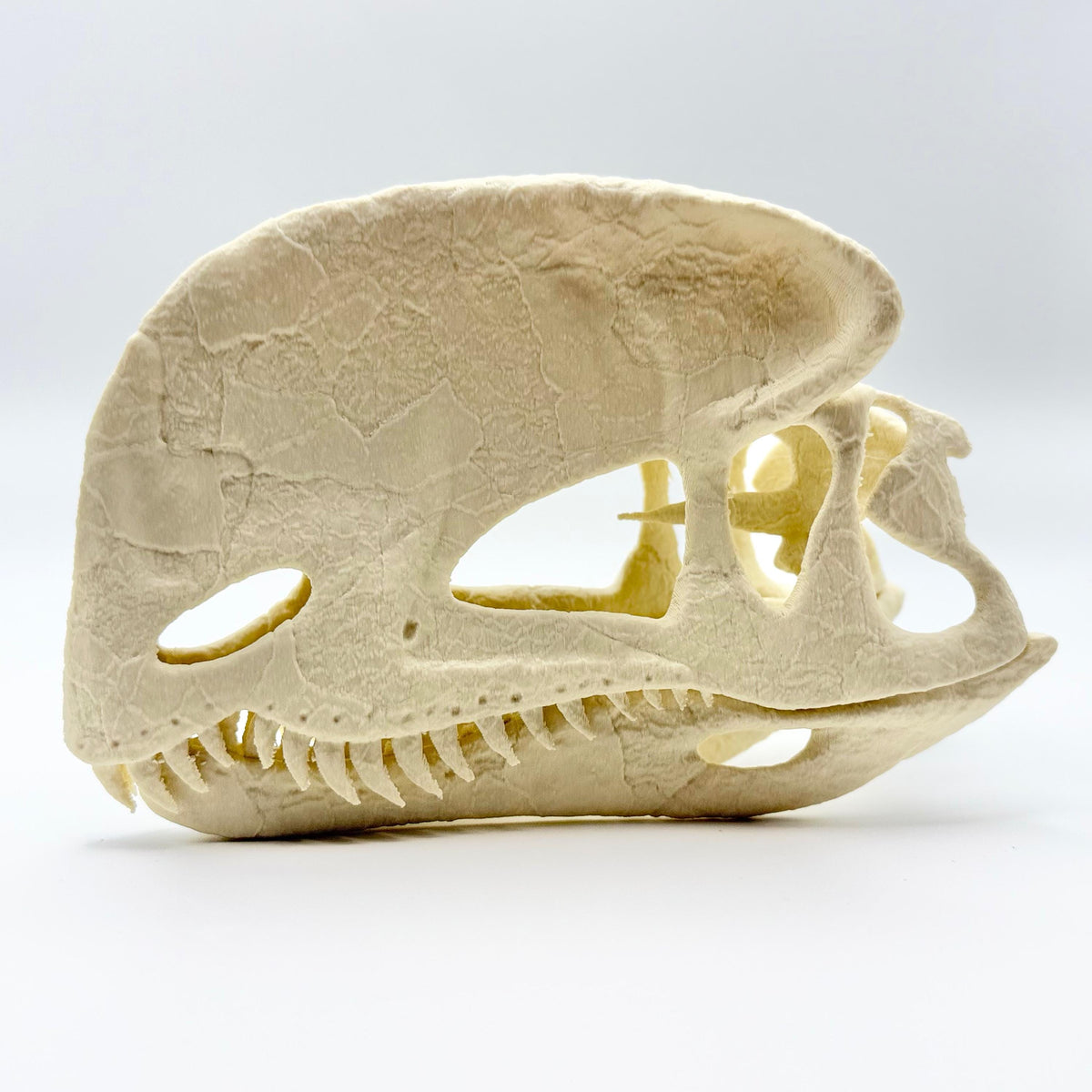 Stylised Dilophosaurus skull, 3D printed in PLA — view 4