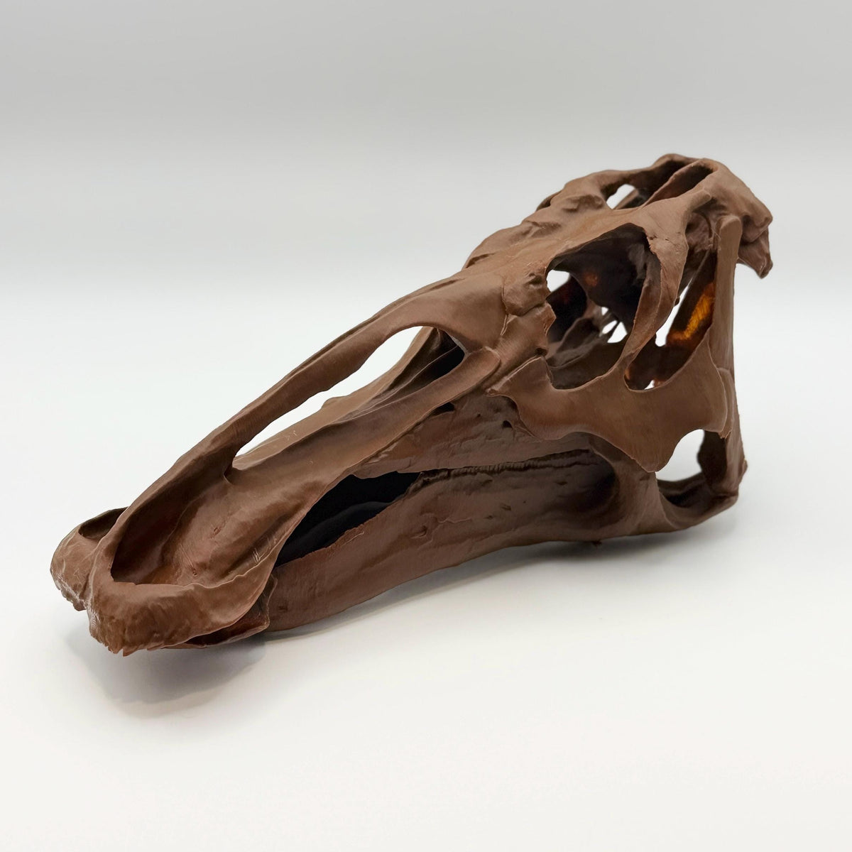 Edmontosaurus Skull Replica