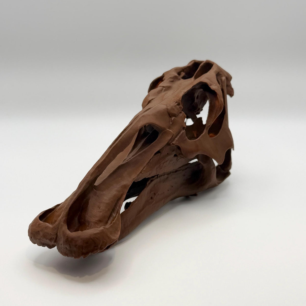 Edmontosaurus Skull Replica