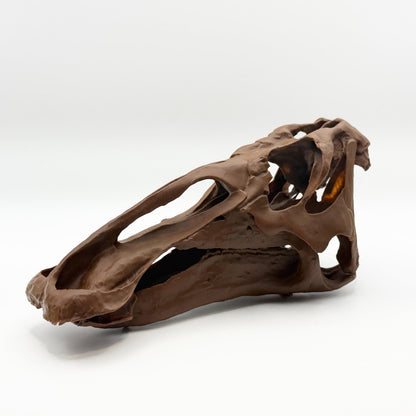 Edmontosaurus Skull Replica