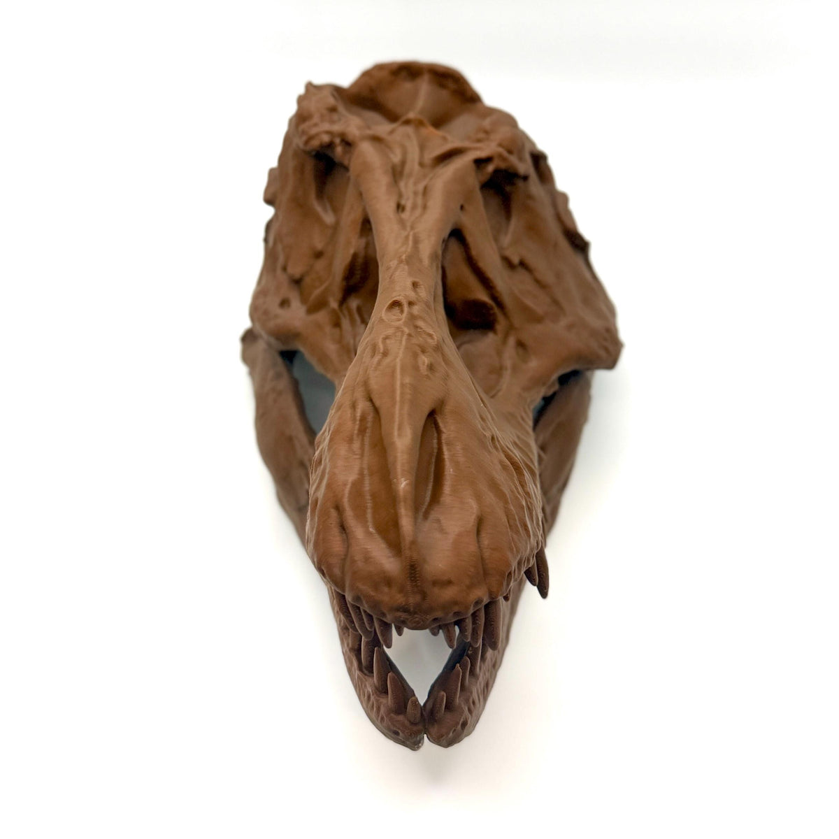 AMNH 5027 T-Rex Skull Replica