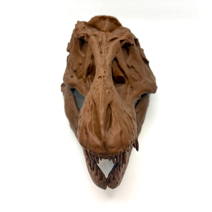 AMNH 5027 T-Rex Skull Replica